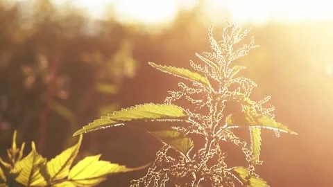 Urtica dioica, often called common nettle, or stinging nettle, or nettle leaf Stock Footage 166760252