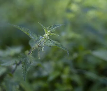 Urtica dioica Stock Photos