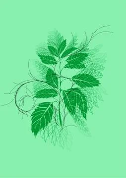 Urtica Stock Illustration