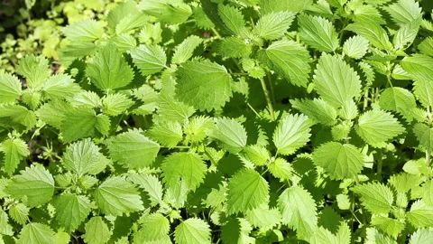 Urtica membranacea Video stock 143651404
