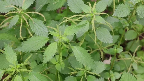 Urtica membranacea Stock Footage 269741246