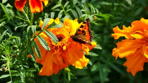 Urticaria butterfly eats nectar on a yellow flower. Stockbeeldmateriaal 164028290