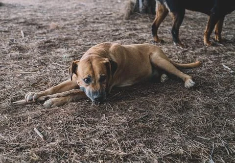 Uruguayan cimarron breed dog hunting in the field. Stock Photos