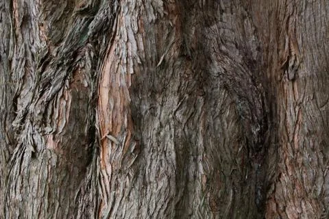 Urweltmammutbaum (Borke) Stock Photos