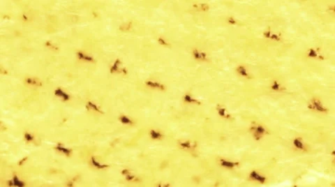 US $10 hamilton face macro video pan Video stock 37083476