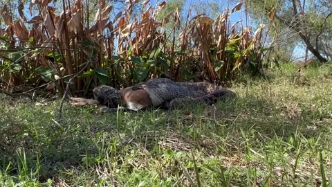 US: 15-Foot Burmese Python Swallows 77-Pound Deer, Raising Alarm on Wildlife... Stock Footage 289679123