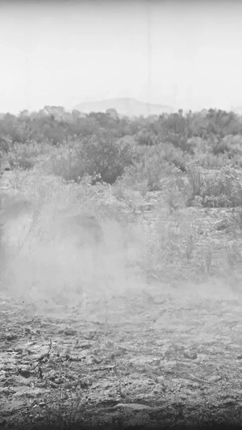 US - 1925 - in this silent western, a wolf pack catches a criminal and kills Stock Footage 340295627