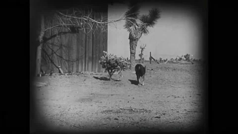 US - 1925 - in this silent western, wolves, driven into the desert by a forest Stock Footage 313049072