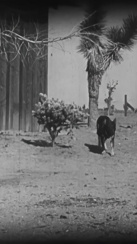 US - 1925 - in this silent western, wolves, driven into the desert by a forest Stock Footage 340295374