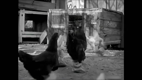 US - 1929 - in this silent comedy, a boy chases chickens that have paper bags Stock Footage 296405080