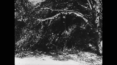 US - 1944 - in this silent comedy, a man tries to hang himself from a tree but 動画素材 254192972