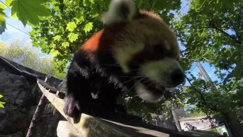 US: Adorable Red Panda Liu Meets Enoki In Zoo Introduction Plan Stock Footage 337673836
