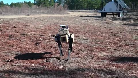 U.S. Air Force Robot Dog walking over brush land Stock Footage 260312666