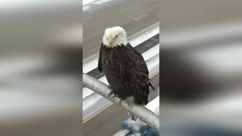US: Bald Eagle Rules Minneapolis Highway As Snow Falls Stock Footage 327492235
