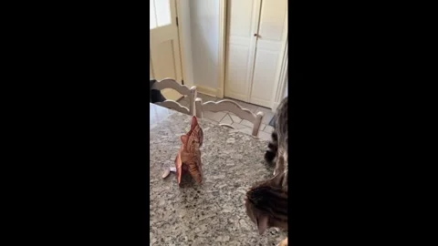 US: Bengal cat reacts to 3D pop-up card in Southbury, Connecticut, USA 動画素材 329488516
