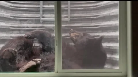 US: Black Bear Found Sleeping In Basement Window Well Safely Removed In F... Stock Footage 334759763