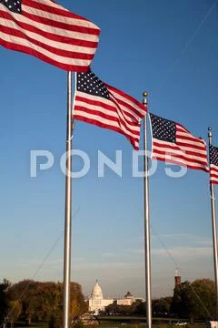The us capitol and us flags Stock Photos