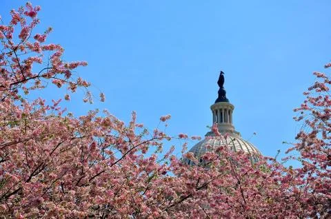 US Capitol in cherry bloom Stock Photos