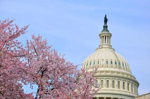 US Capitol in cherry bloom Stock Photos