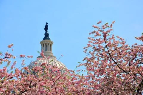 US Capitol in cherry bloom Stock Photos