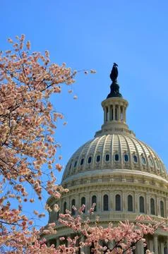 US Capitol in cherry bloom Stock Photos