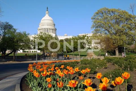 US Capitol Stock Photos