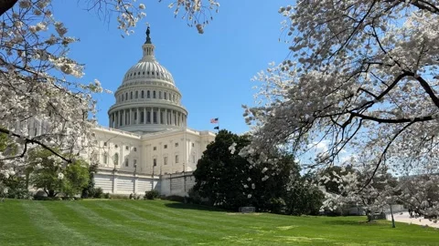 US Capitol in the Spring with Cherry Blossoms Stock Footage 269211687