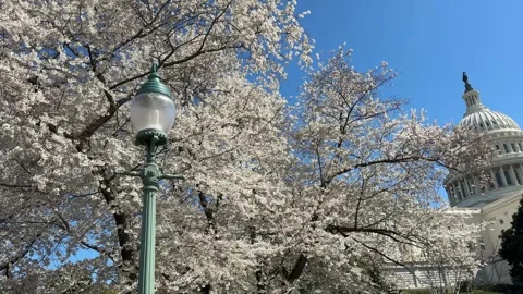 US Capitol in the Spring with Cherry Blossoms Video stock 269212283