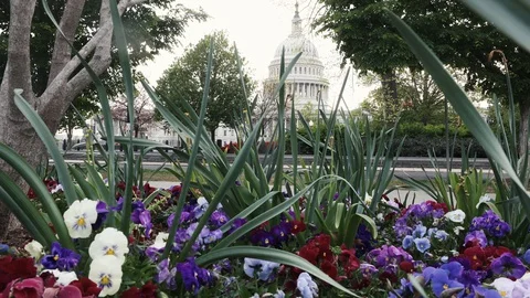 The US Capitol in the spring Stock Footage 128837255