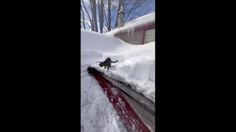 US: Cat joins snowy rooftop scene in Altmar, New York, USA Stock Footage 328897396