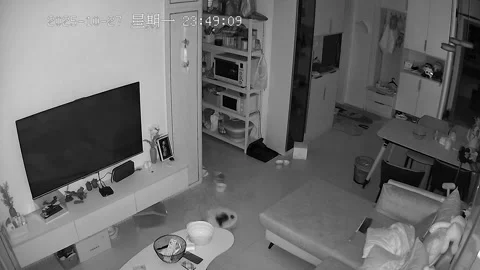 US: Cat narrowly avoids falling wall clock in Beijing, China Stock Footage 320614778