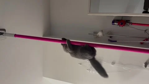US: Cat performs pole dance Stock Footage 331808573