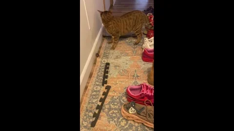 US: Cat playfully interacts with mouse on carpet in Billings, Montana, US... Stock Footage 332591567