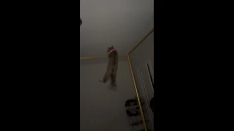 US: Cat struggles to balance on thin bed frame bar in Cincinnati, Ohio Video stock 323460944