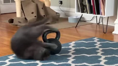 US: Cats dramatic stretch turns into a graceful flop in Chicago, Illinoi... Stock Footage 327440334