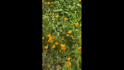 US: Chubby bumble bee makes flowers bend in Manhattan, New York, USA Stock Footage 335353694
