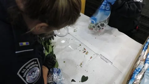 U.S. Customs Officer examining bunch of flowers for pests with magnifying glass Stock Footage 263721860