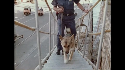 U.S. Customs Officer Inspects With Detection Dog Cargo Ship At Harbor Stock Footage 126114550