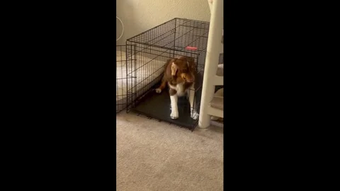 US: Dog appears guilty while sitting in cage in Calabasas, California, US... Stock Footage 330067542