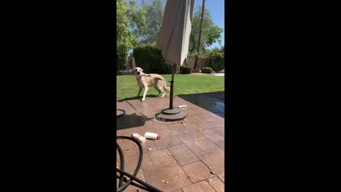 US: Dog bath time goes wrong in Scottsdale Stock Footage 287590603
