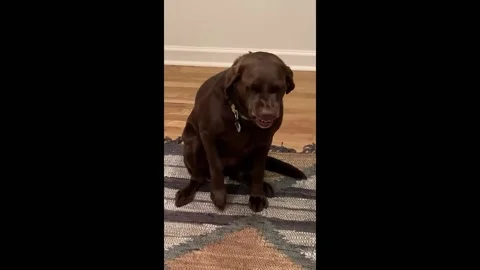 US: Dog caught looking guilty in Marietta video Stock Footage 296707681