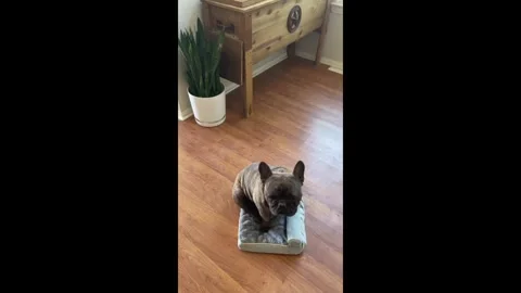 US: Dog enjoys tiny new bed despite size mix-up in Jurupa Valley, Califor... 動画素材 320887175