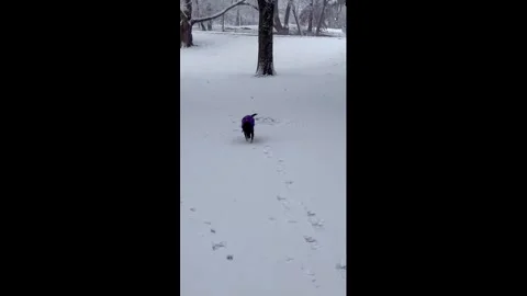 US: Dog makes playful snow angels during first snowfall in New York, USA Vídeos de archivo 323751735