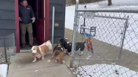 US: Dogs react to first snow in La Valle, Wisconsin, USA Stock Footage 320978342