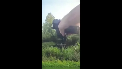 US: Drunk Driver Flees Police And Ends Up In Alligators Jaws Stock Footage 336693106