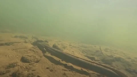 US: Endangered American Eel Faces Urgent Call For Global Trade Protection... Vídeos de archivo 321041153