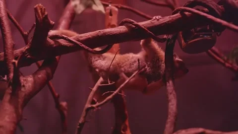 US: Endangered Pygmy Slow Loris Baby Born In Bronx Zoos World Of Darknes... Stock Footage 327416892
