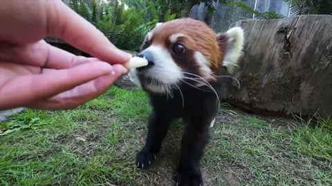 US: Enoki The Red Panda Begins New Life At Oregon Zoo Stock Footage 336419982