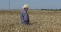 US Farm Laborer Farmer Man Walking Wheat Field Checking Crop Harvest Cereal Land 4k or 4k+ Resolution