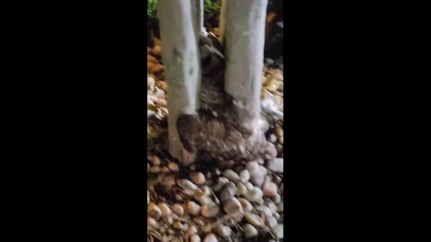 US: Firefighters rescue trapped owl and help it return to the wild in Wes... Stock Footage 336326891
